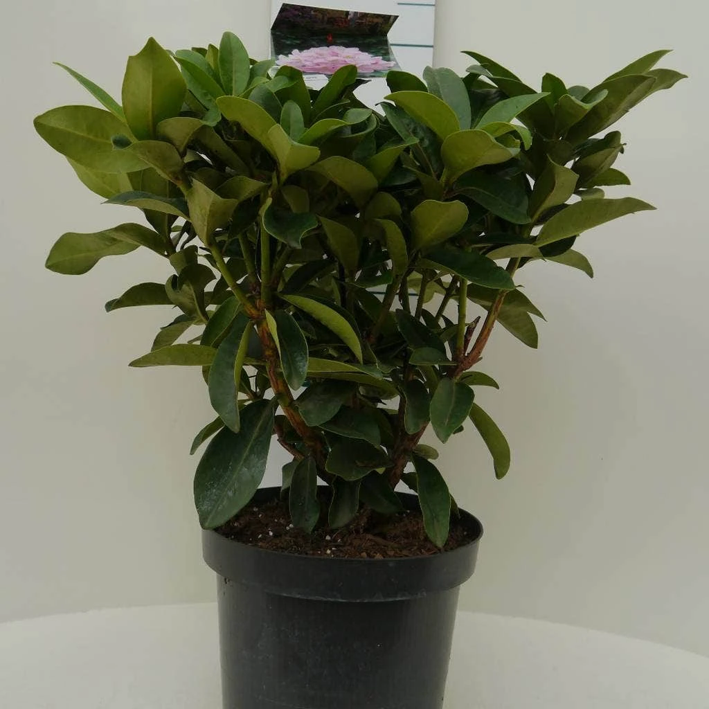 Rhododendron (Rhododendron 'Gomer Waterer') 3 Rhododendron (Rhododendron 'Gomer Waterer') - Afbeelding 3