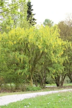 Gouden Regen Als Boom (Laburnum Watereri 'Vossii') -Tuinplantenwinkel gouden regen 1