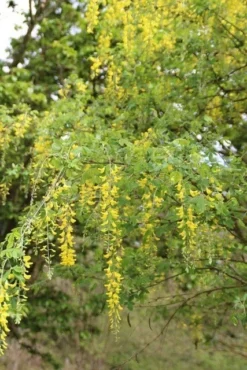 Gouden Regen Als Boom (Laburnum Watereri 'Vossii') -Tuinplantenwinkel gouden regen 2