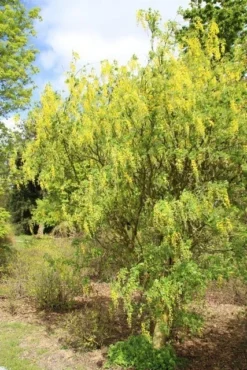 Gouden Regen Als Boom (Laburnum Watereri 'Vossii') -Tuinplantenwinkel gouden regen 3