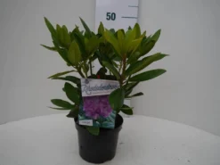 Rhododendron (Rhododendron Catawbiense 'Grandiflorum') -Tuinplantenwinkel grandiflorum c2 voor 1