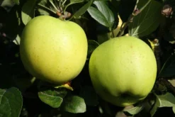 Lei-Appel (Malus Domestica 'Greensleeves') -Tuinplantenwinkel greensleeves 1 1