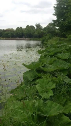 Mammoetblad (Gunnera Manicata) 13 Mammoetblad (Gunnera Manicata) -Tuinplantenwinkel gunnera 1