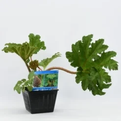 Mammoetblad (Gunnera Manicata) 18 Mammoetblad (Gunnera Manicata) -Tuinplantenwinkel gunnera manicata 28x28 20180412192854 2