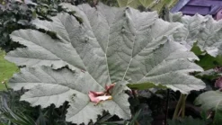 Mammoetblad (Gunnera Manicata)