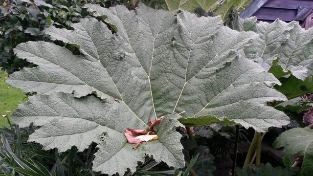 Mammoetblad (Gunnera Manicata) 1 Mammoetblad (Gunnera Manicata)
