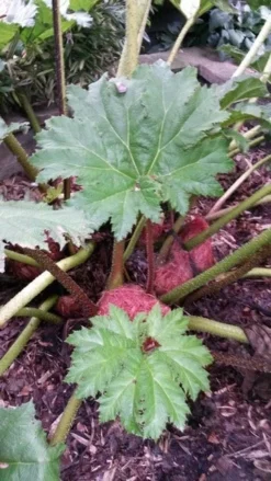 Mammoetblad (Gunnera Manicata) 16 Mammoetblad (Gunnera Manicata) -Tuinplantenwinkel gunnera manicata 4