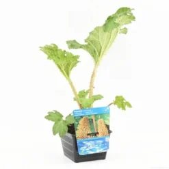 Mammoetblad (Gunnera Manicata) 19 Mammoetblad (Gunnera Manicata) -Tuinplantenwinkel gunnera manicata s e 13230 p18 1