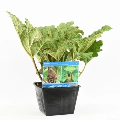 Mammoetblad (Gunnera Manicata) 10 Mammoetblad (Gunnera Manicata) - Afbeelding 10