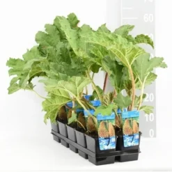 Mammoetblad (Gunnera Manicata) 21 Mammoetblad (Gunnera Manicata) -Tuinplantenwinkel gunnera manicata tl e 11115 p9