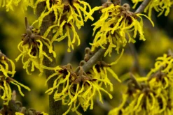 Toverhazelaar (Hamamelis Intermedia 'Arnold Promise')