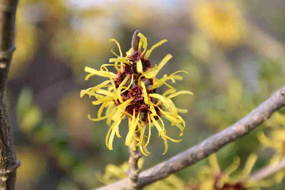 Toverhazelaar (Hamamelis Mollis 'Pallida') 4 Toverhazelaar (Hamamelis Mollis 'Pallida') - Afbeelding 4