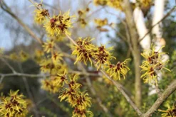 Toverhazelaar (Hamamelis Mollis 'Pallida') -Tuinplantenwinkel hamamelis mollis pallida 3 1