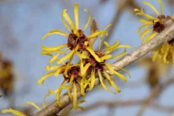 Toverhazelaar (Hamamelis Mollis 'Pallida') 9 Toverhazelaar (Hamamelis Mollis 'Pallida') -Tuinplantenwinkel hamamelis mollis pallida 4
