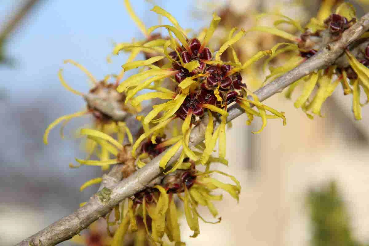 Toverhazelaar (Hamamelis Mollis 'Pallida') 2 Toverhazelaar (Hamamelis Mollis 'Pallida') - Afbeelding 2