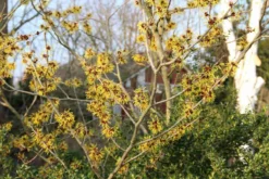 Toverhazelaar (Hamamelis Mollis 'Pallida') -Tuinplantenwinkel hamamelis mollis pallida 6 1