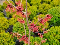Toverhazelaar (Hamamelis Intermedia 'Ruby Glow') -Tuinplantenwinkel hamamelisrubyglow02a