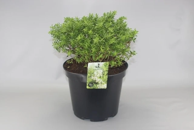 Dwerg Hebe (Hebe 'Rakaiensis') 1 Dwerg Hebe (Hebe 'Rakaiensis')