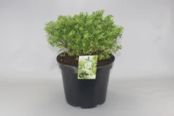 Dwerg Hebe (Hebe 'Rakaiensis')