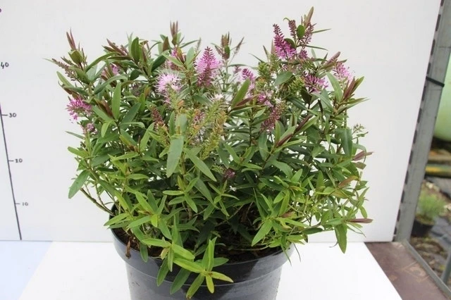 Hebe (Hebe 'Wiri Joy') 1 Hebe (Hebe 'Wiri Joy')