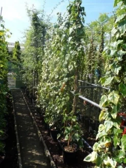 Kaukasische Klimop (Hedera Colchica 'Dentata Variegata') 11 Kaukasische Klimop (Hedera Colchica 'Dentata Variegata') -Tuinplantenwinkel hedera colchica dentata variegata 175 200 c10 1