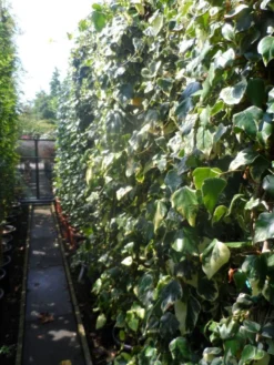 Kaukasische Klimop (Hedera Colchica 'Dentata Variegata') -Tuinplantenwinkel hedera colchica dentata variegata 200 250 c15 2