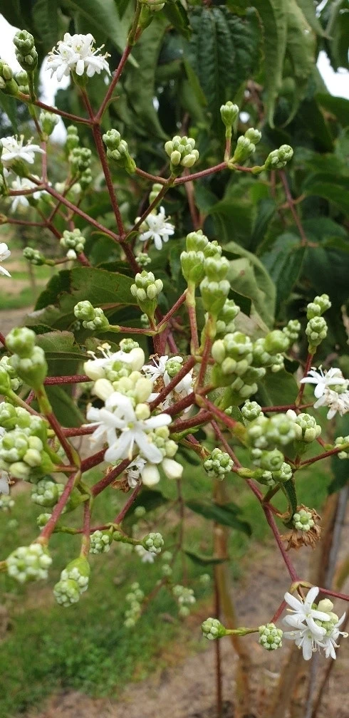 Zevenzonenboom (Heptacodium Miconioides) 2 Zevenzonenboom (Heptacodium Miconioides) - Afbeelding 2