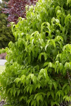 Zevenzonenboom (Heptacodium Miconioides) -Tuinplantenwinkel heptacodiummiconoides02