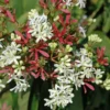 Zevenzonenboom (Heptacodium Miconioides)