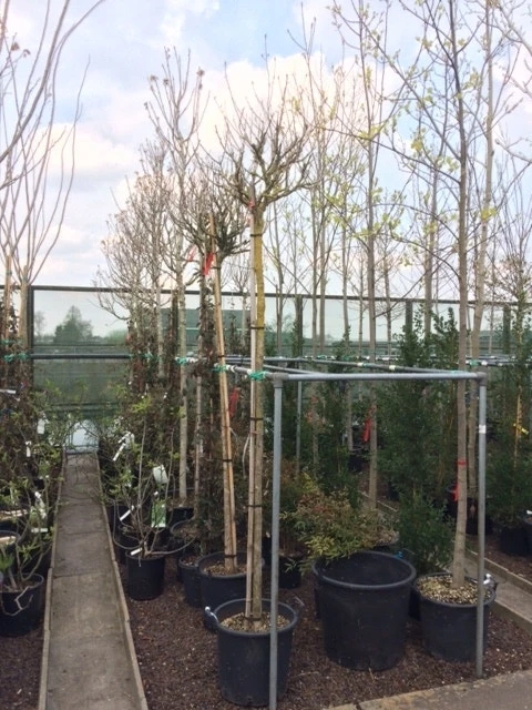 Altheastruik Als Boom (Hibiscus Syriacus 'Oiseau Blue') 5 Altheastruik Als Boom (Hibiscus Syriacus 'Oiseau Blue') - Afbeelding 5