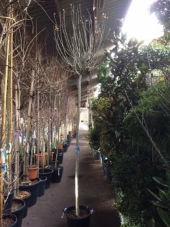 Altheastruik Als Boom (Hibiscus Syriacus 'Oiseau Blue') 11 Altheastruik Als Boom (Hibiscus Syriacus 'Oiseau Blue') -Tuinplantenwinkel hibiscus oiseau blue 1214 2 1