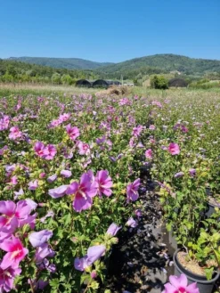 Altheastruik (Hibiscus Syriacus 'Rose Moon') -Tuinplantenwinkel hibiscus rose moon 4