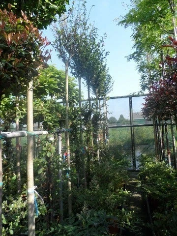 Altheastruik Als Boom (Hibiscus Syriacus 'Oiseau Blue') 4 Altheastruik Als Boom (Hibiscus Syriacus 'Oiseau Blue') - Afbeelding 4