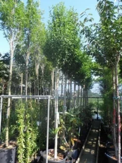 Altheastruik Als Boom (Hibiscus Syriacus 'Oiseau Blue') 8 Altheastruik Als Boom (Hibiscus Syriacus 'Oiseau Blue') -Tuinplantenwinkel hibiscus syriacus oiseau bleu 12 14ho cont