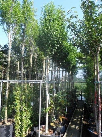 Altheastruik Als Boom (Hibiscus Syriacus 'Oiseau Blue') 3 Altheastruik Als Boom (Hibiscus Syriacus 'Oiseau Blue') - Afbeelding 3