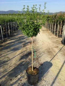 Altheastruik Als Halfstam (Hibiscus Syriacus 'Hamabo') 7 Altheastruik Als Halfstam (Hibiscus Syriacus 'Hamabo') -Tuinplantenwinkel hibiscushamabohalfstam02