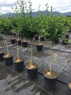 Altheastruik Als Halfstam (Hibiscus Syriacus 'Hamabo') 6 Altheastruik Als Halfstam (Hibiscus Syriacus 'Hamabo') -Tuinplantenwinkel hibiscushamabohalfstam03