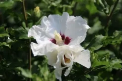 Altheastruik Als Boom (Hibiscus Syriacus 'Red Heart') -Tuinplantenwinkel hibiscussyriacus redheart03b 1
