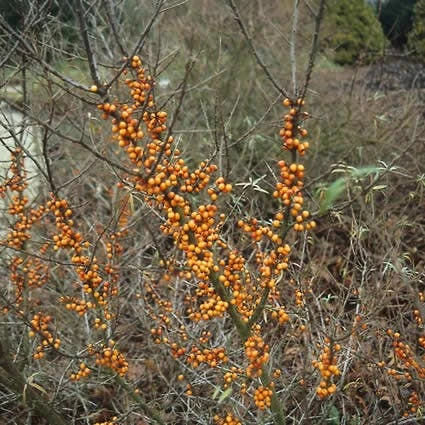 Duindoorn (Hippophae Rhamnoides) 2 Duindoorn (Hippophae Rhamnoides) - Afbeelding 2