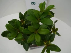 Rhododendron (Rhododendron 'Horizon Monarch') -Tuinplantenwinkel hor. monarch c2 boven 2