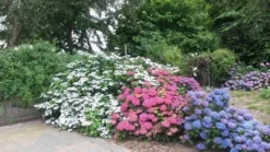 Hortensia (Hydrangea 'Endless Summer' Roze) 8 Hortensia (Hydrangea 'Endless Summer' Roze) -Tuinplantenwinkel hortensia 2 1 1