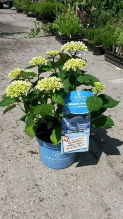Hortensia (Hydrangea 'Endless Summer' Blauw) -Tuinplantenwinkel hortensia endless summer 3 1