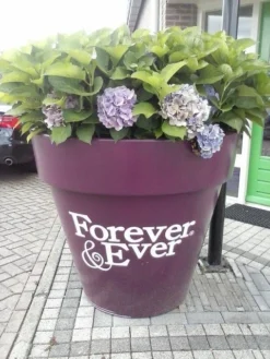 Hortensia Blauw (Hydrangea 'Forever&Ever') -Tuinplantenwinkel hortensia forever ever 2