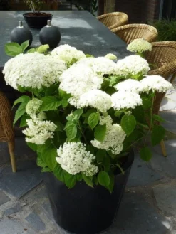 Hortensia (Hydrangea 'Strong Annabelle') -Tuinplantenwinkel hydrangea arb incrediball 1