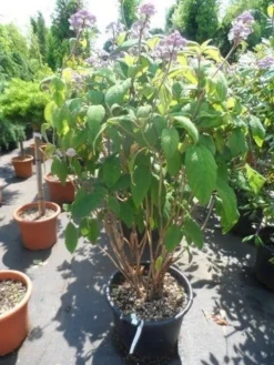 Fluweelhortensia (Hydrangea Aspera 'Macrophylla') -Tuinplantenwinkel hydrangea aspera macrophylla 125 150 175 c50 1