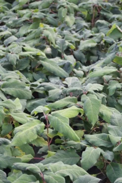 Fluweelhortensia (Hydrangea Aspera 'Macrophylla') -Tuinplantenwinkel hydrangea aspera macrophylla 1 1