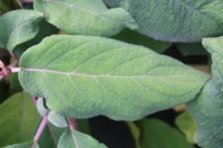 Fluweelhortensia (Hydrangea Aspera 'Macrophylla') -Tuinplantenwinkel hydrangea aspera macrophylla 2 1