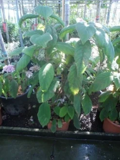 Fluweelhortensia (Hydrangea Aspera 'Sargentiana') 5 Fluweelhortensia (Hydrangea Aspera 'Sargentiana') -Tuinplantenwinkel hydrangea aspera sargentiana 60 80 100 c15