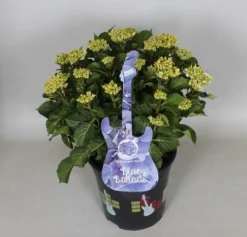 Hortensia Blue Ballad (Hydrangea 'Music Collection') -Tuinplantenwinkel hydrangea blue ballad c5 3 2