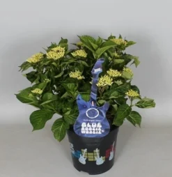 Hortensia Blue Boogiewoogie (Hydrangea 'Music Collection') -Tuinplantenwinkel hydrangea blue boogiewoogie 3 1